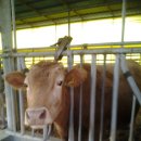 완우농장 이미지