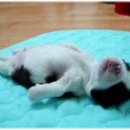 원통재래시장 이미지