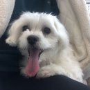 하트동물병원 이미지