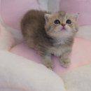 김해 해피몽 김해강아지분양 고양이분양 이미지