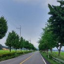 배롱나무길 이미지