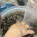 [다슬기 추천] “산지직송 영월 자연산 생다슬기 1kg” 올갱이다슬기 구매 솔직 후기!
