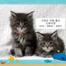 쿤 | 양주에서 메인쿤 고양이 분양 받았어요 ~ 도레미캣 리얼 후기