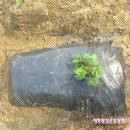 하날농장 네이버블로그