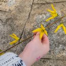 성신사 | 수원 벚꽃 명소 팔달산 벚꽃 개화 상황 5세 아이 산책 후기(4월 5일)