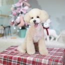 콩보리네 이미지