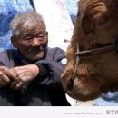 워낭소리 이미지