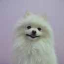 정다운애견미용 이미지