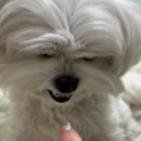 큐덴트 | [보가덴트 치약] 강아지 입냄새 잡아주는 치약으로 추천! (근데.. 호불호 있음..)