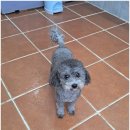 곁에 있을개 이미지