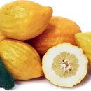 시트론(Citron) 이미지