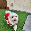 경기도 양평군 양평유치원 | [양평 애견카페] 반려견과 힐링하러 양평 더봄 다녀온 솔직 후기(카페·호텔·유치원 올인원!)