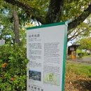 무학성 | 후쿠오카성터 일본 벚꽃명소 마이즈루공원