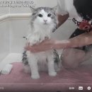 목욕하는 고양이 이미지
