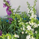 【인젤로니아 Angelonia angustifolia'】 「천사의 얼굴(Angelface Blue)」 이미지