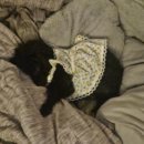 강남종합동물병원 미용실 | 강남 커비 동물병원 노령견 건강검진 후기