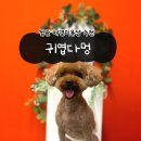 귀엽다멍 이미지