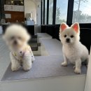 펫츠하우스 애견유치원 | [경기도 양주시] 애견유치원, 호텔 "펫츠하우스"