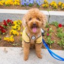 엔젤스톤 | 인천 부천 강아지 장례식장 김포 엔젤스톤 후기 (별이된 사랑하는 왕자)