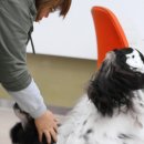 쁘띠퍼피 네이버블로그