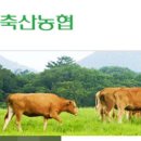 창녕한우 이미지