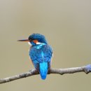 싹트는 날개 이미지