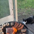 데일리 캠핑 이미지