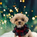 도그 살롱초코 이미지