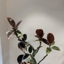 수채화 | 수원 개업화분 배달 후기 ∣잎 보는 재미가 있는 루비수채화고무나무