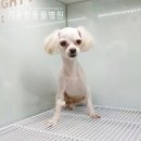 영대동물병원 이미지