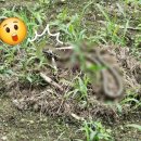 향양2리 이미지