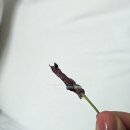 77청과야채