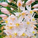 살랑더테일 이미지