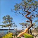세종나무조경