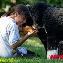 퍼스트독 이미지