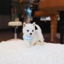 더펫 강아지분양 고양이분양 일산본점 이미지