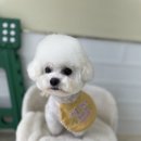 마음이네 멍발소 네이버블로그