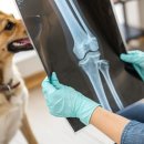 조이동물의료센터 이미지