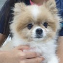 더힐링동물병원 이미지