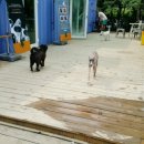 정코치독트레이닝센터