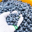 아란농장 이미지