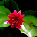 꽃이야기 이미지