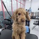 폼#반려견미용실 이미지