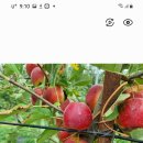 써니사과농장