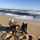 오성애견펜션 이미지