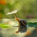 하늘달팽이 이미지