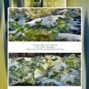 예뜨락다육