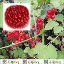 수원예조경 - 화성시 제암고주로53번길 6 | 수원예조경