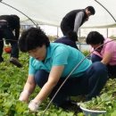 다래촌영농조합법인 이미지