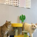 꽁냥꽁냥캣 이미지